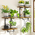 Wooden Wall Plant Shelf Brown